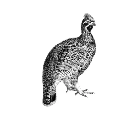 Grouse to Scale
