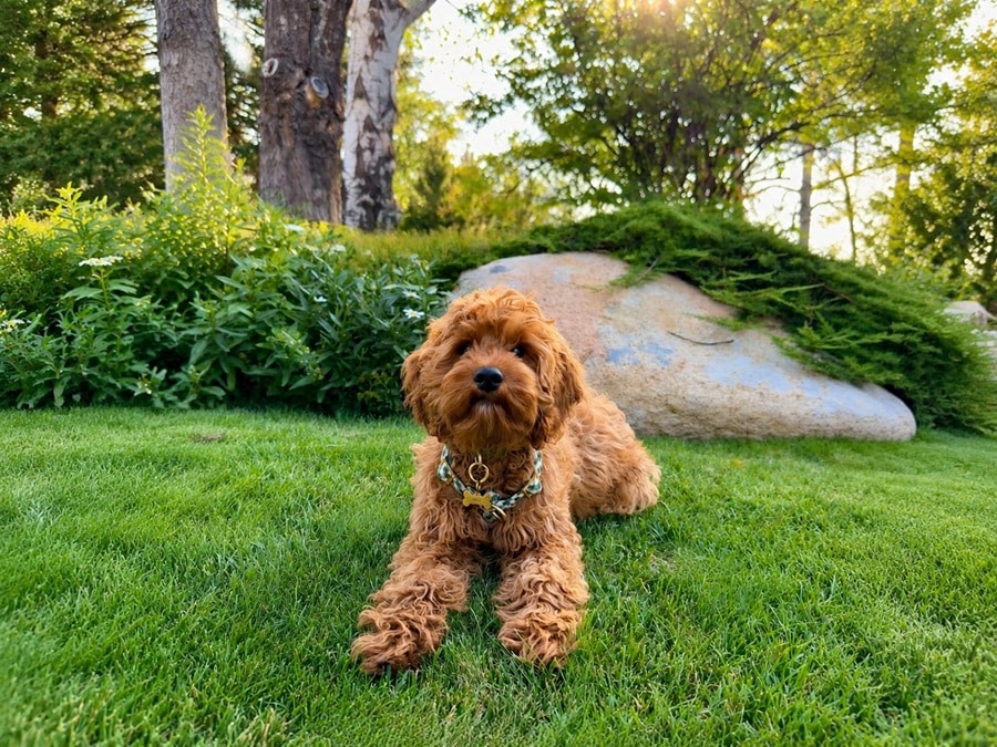 Pet Guidelines