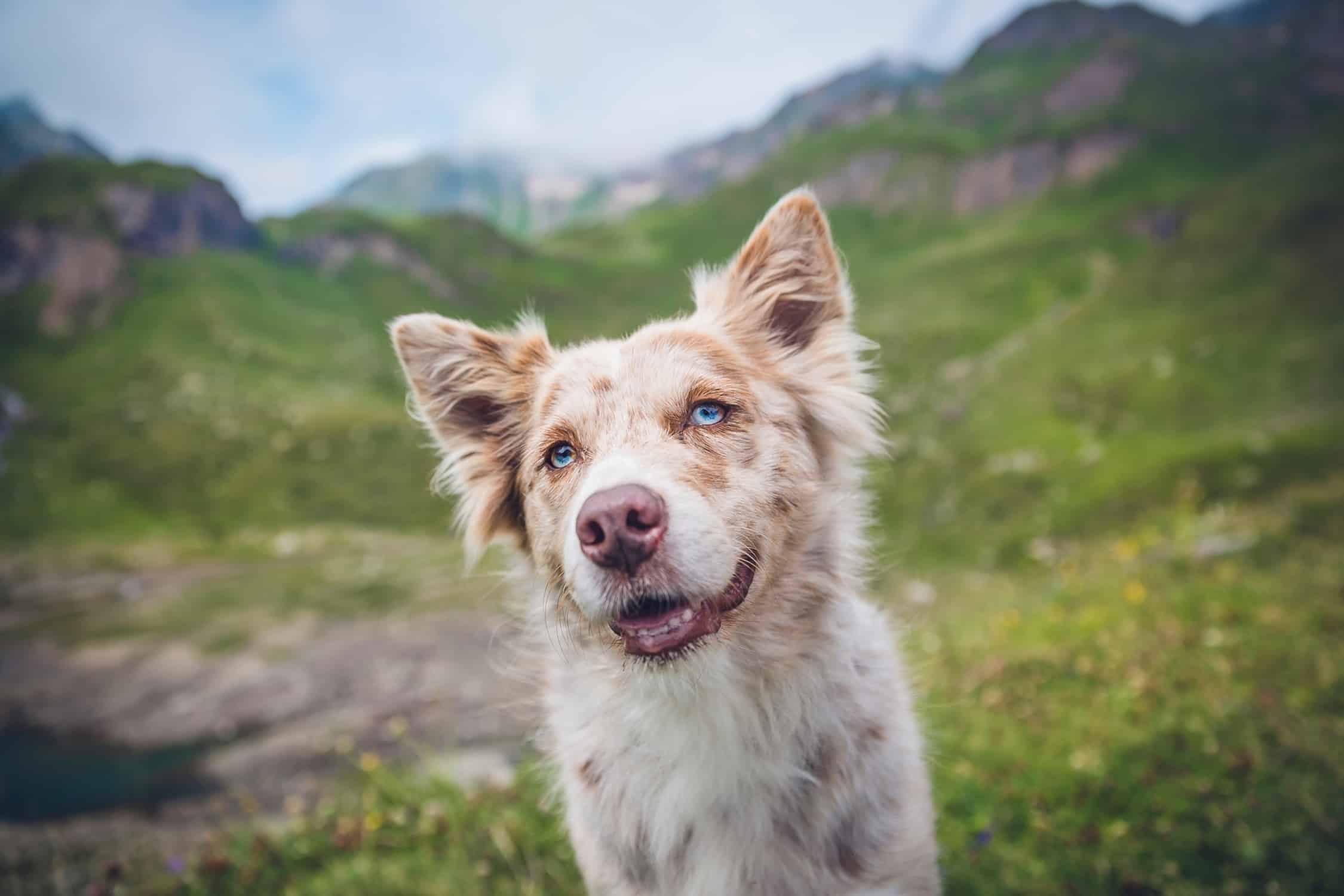 Pet Friendly Stays